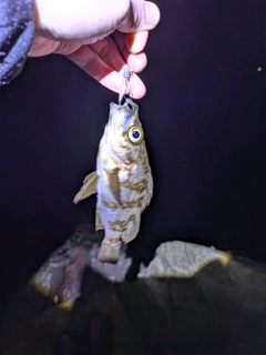 アカメバルの釣果