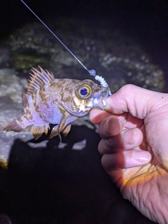 アカメバルの釣果