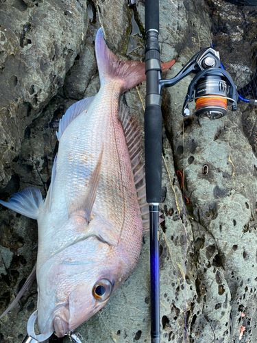 タイの釣果