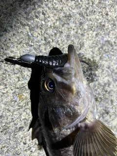 クロソイの釣果