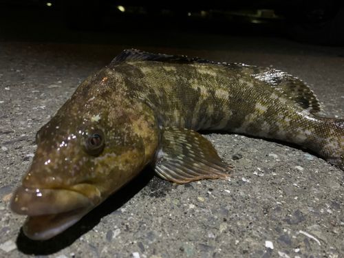 アイナメの釣果
