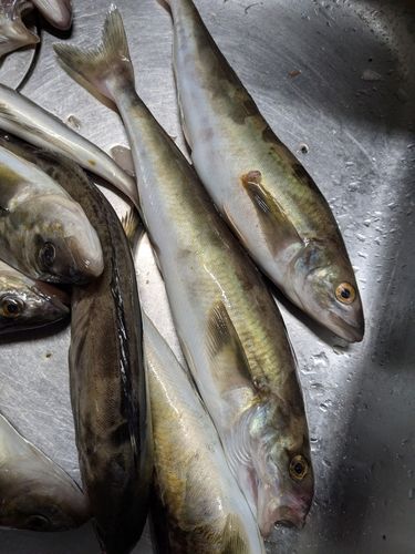 ホッケの釣果