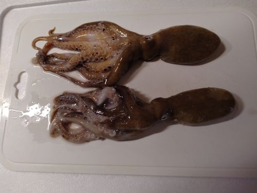 タコの釣果