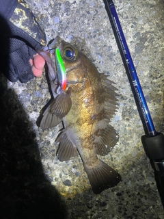 シロメバルの釣果