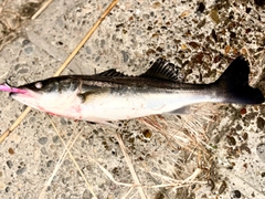 フッコ（マルスズキ）の釣果