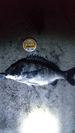 クロダイの釣果