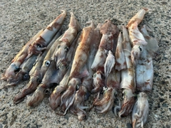 ヤリイカの釣果