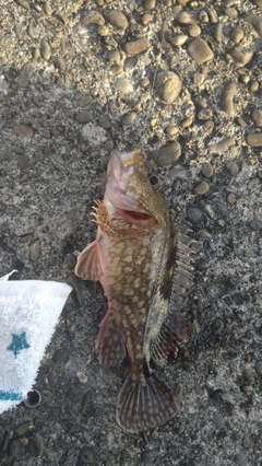カサゴの釣果