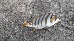 タカノハダイの釣果