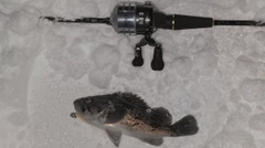 クロソイの釣果