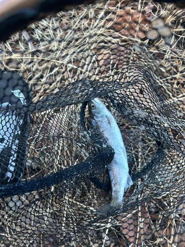 アマゴの釣果