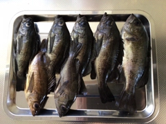クロメバルの釣果