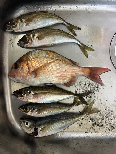 マダイの釣果
