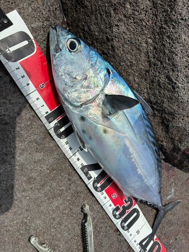 スマガツオの釣果