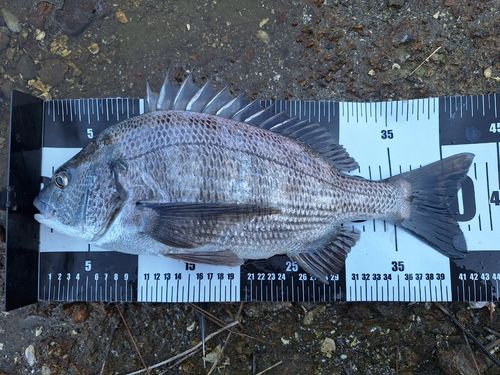 チヌの釣果
