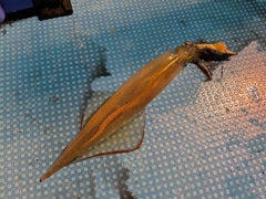ヤリイカの釣果