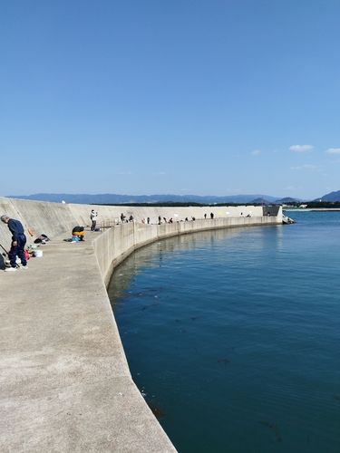 マイワシの釣果