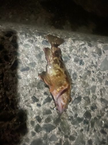 ガシラの釣果