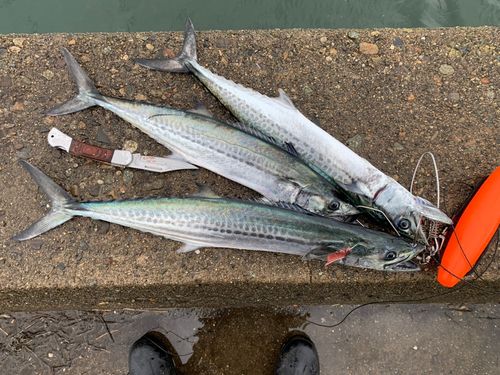 サゴシの釣果