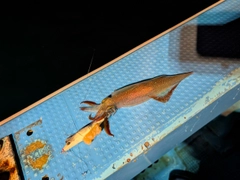 ヤリイカの釣果