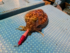 コウイカの釣果