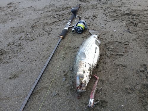 ボラの釣果