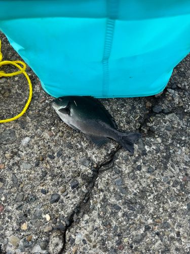 メジナの釣果
