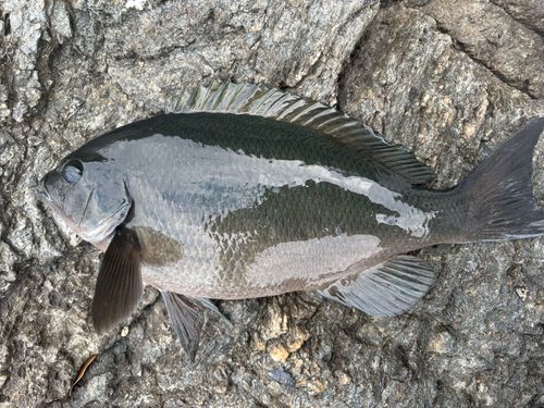 クチブトグレの釣果