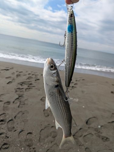 ボラの釣果