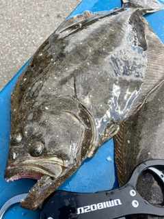 ヒラメの釣果