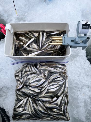 ワカサギの釣果