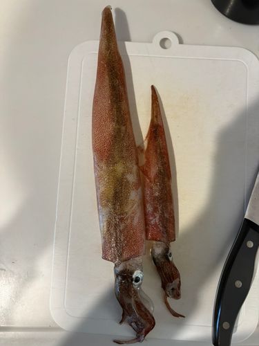 ヤリイカの釣果