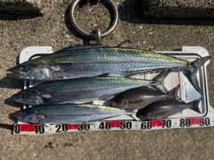 サワラの釣果