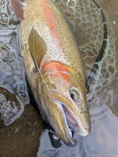 ニジマスの釣果