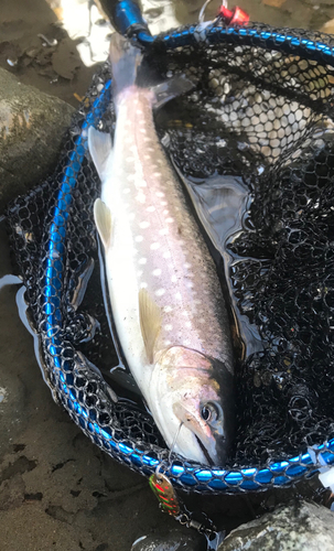 アメマスの釣果