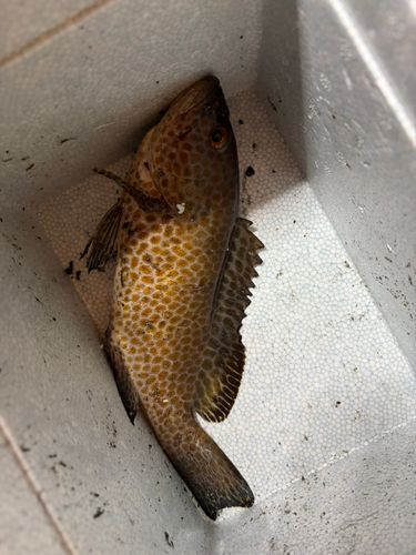オオモンハタの釣果
