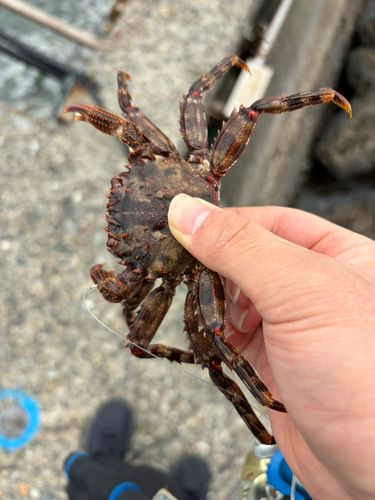 カニの釣果