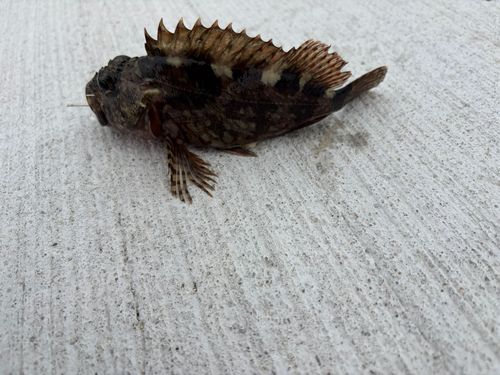 カサゴの釣果