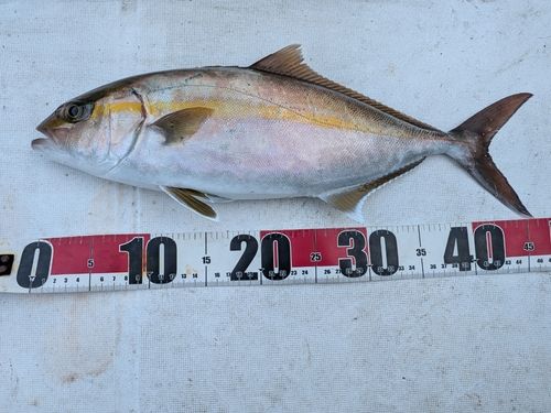 ネリゴの釣果