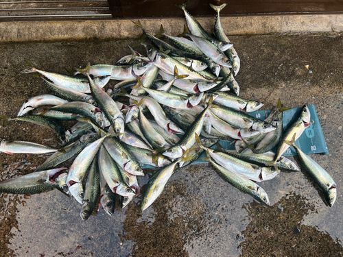 サバの釣果