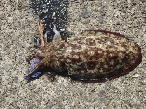 コウイカの釣果
