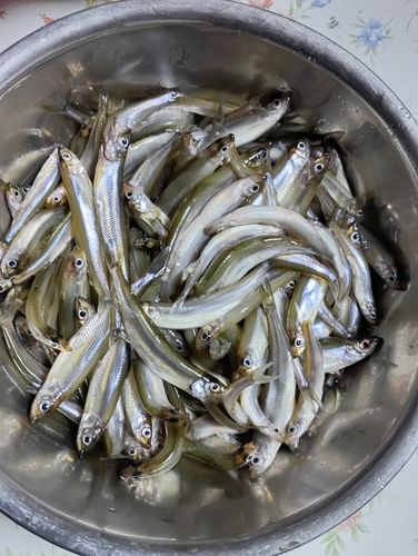 ワカサギの釣果