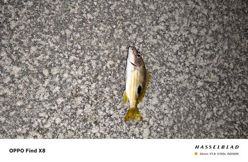 ニセクロホシフエダイの釣果