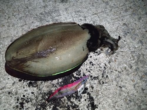 モンゴウイカの釣果
