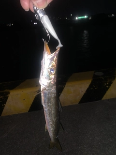カマスの釣果