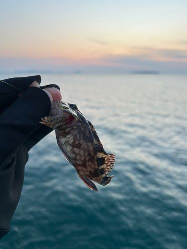 アラカブの釣果
