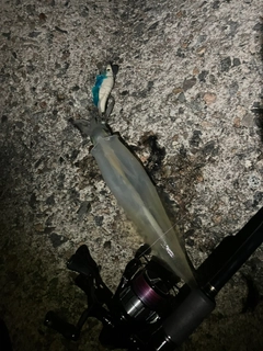 ヤリイカの釣果