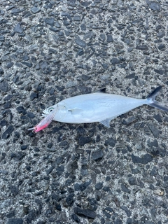 イケカツオの釣果