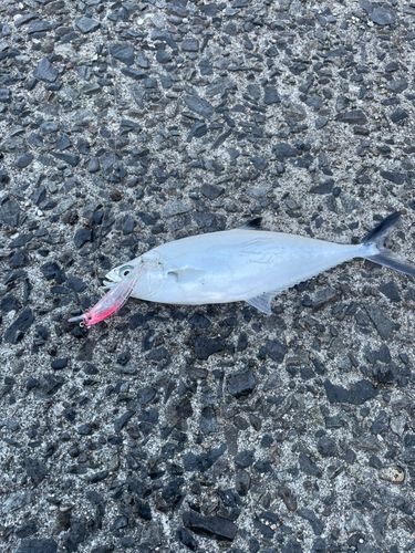 イケカツオの釣果