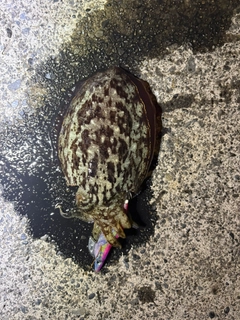 コウイカの釣果